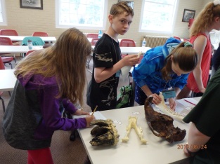 Students identifying animal skulls