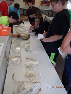 Students identifying animal skulls